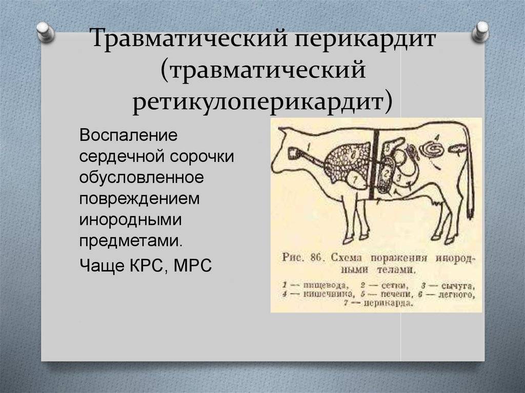 Задержка последа у коров: причины, признаки и лечение
