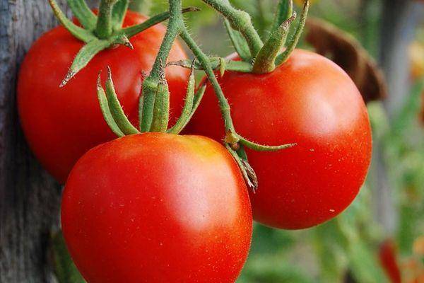 Сорт томата «земляк»: фото, видео, отзывы, описание, характеристика, урожайность