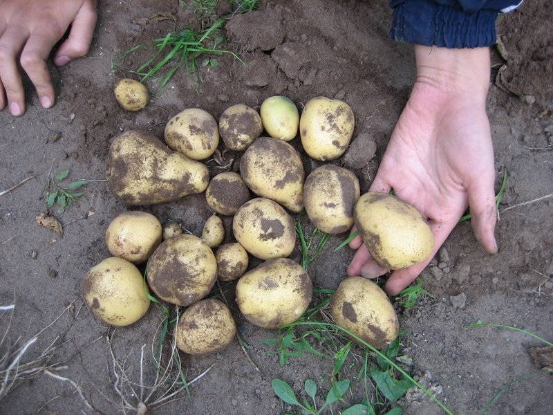 Картофель сорта скарб — белорусское богатство