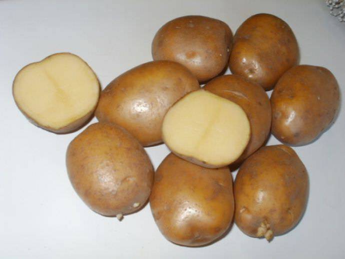Картофель скарб - характеристика сорта, отзывы