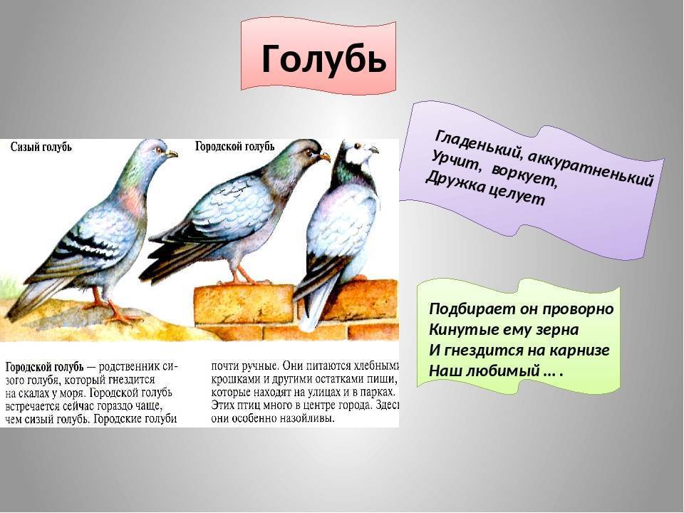 Презентация о голубях