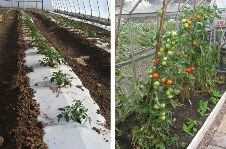 Выращивание помидоров в теплице из поликарбоната: уход от высадки в грунт до сбора урожая