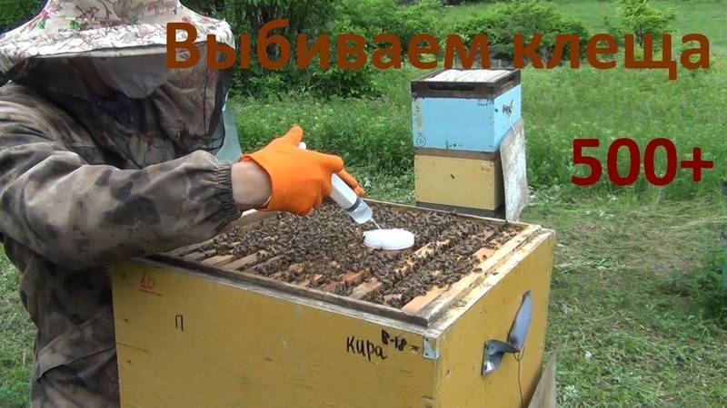 Обработка пчёл пихтовым маслом