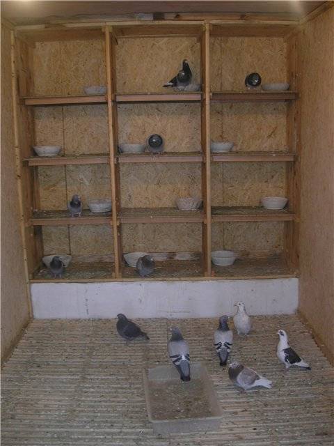 Гнезда для голубей своими руками: формы, материалы, инструкции по изготовлению