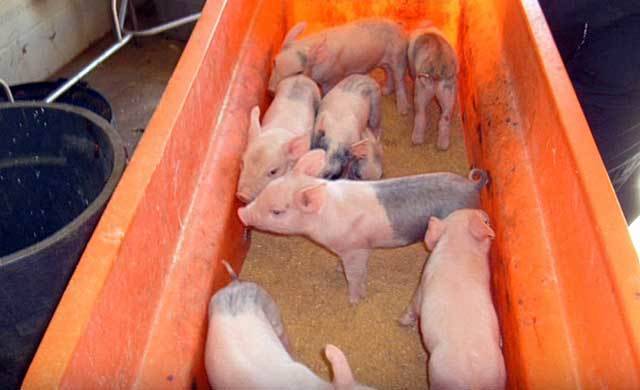 Распространённые болезни свиней: симптомы, лечение и профилактика