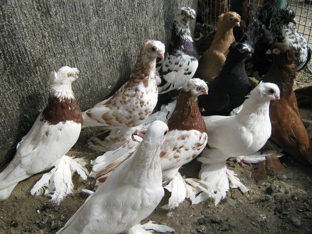 Все об узбекских бойных голубях: уды и авлаки, разновидности оперения и окраса