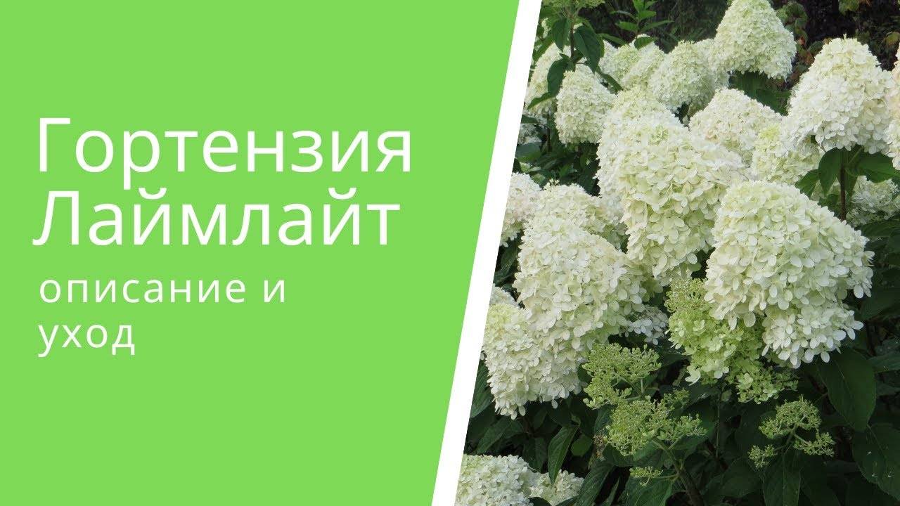 Гортензия лаймлайт (limelight) метельчатая садовая