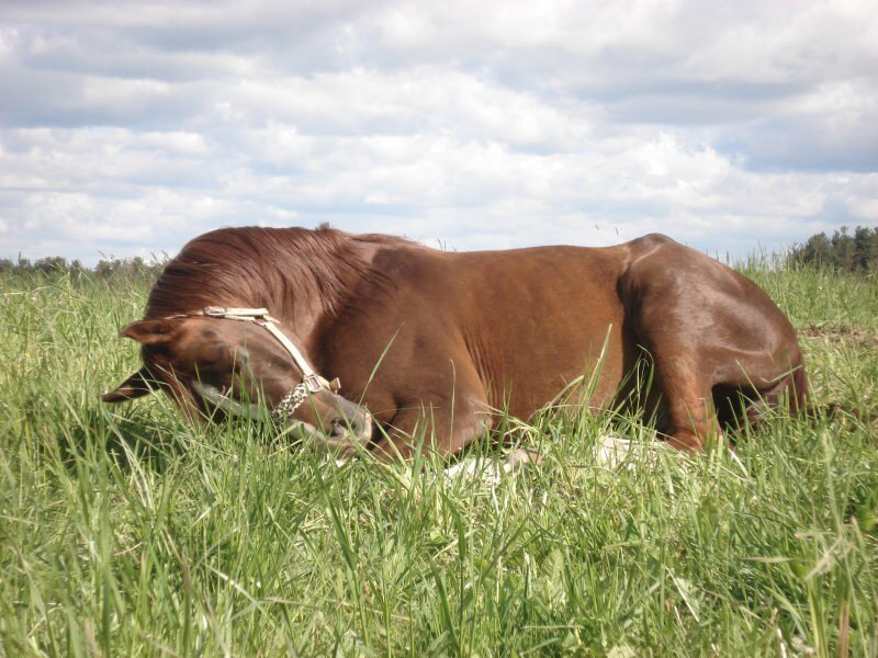 Как спят лошади: стоя или лежа, сколько длится отдых, оптимальные условия