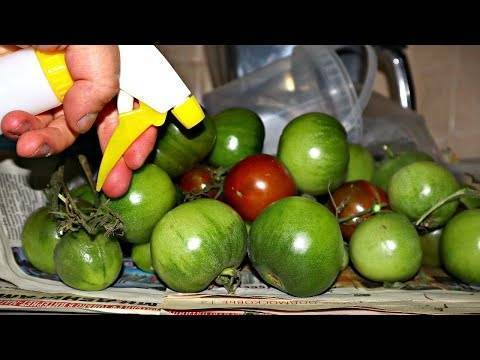 Как хранить зеленые помидоры чтобы они покраснели