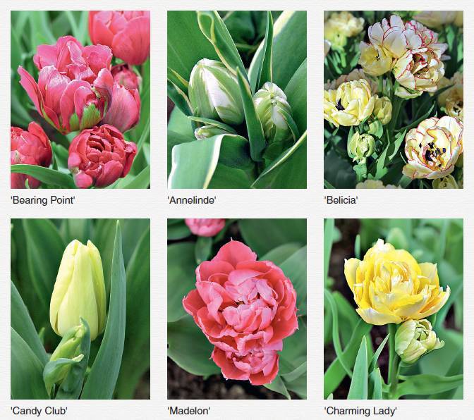 Тюльпаны: посадка и уход в открытом грунте, фото c сортами и названиями