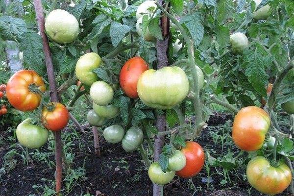 Описание сорта томата бони мм, его характеристика и урожайность