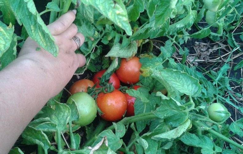 «бобкат» f1  - промышленный томат для окрытого грунта