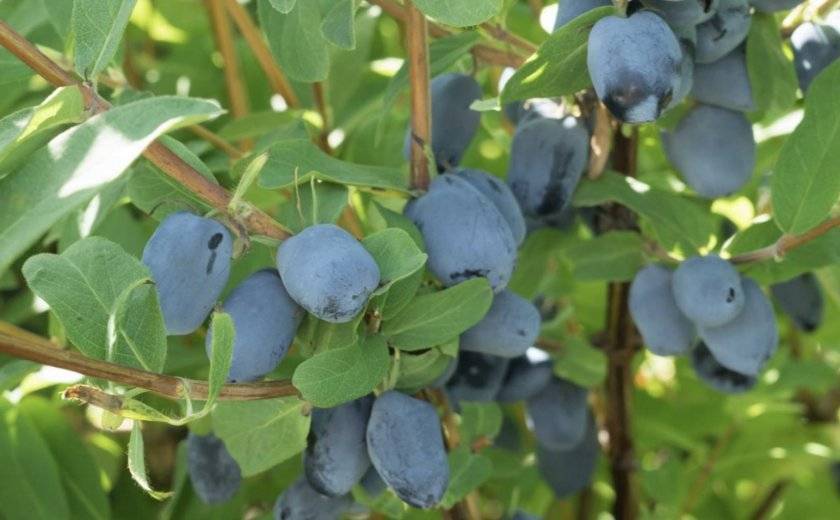 Голубые ягоды жимолости: описание с фото, полезные свойства и время сбора