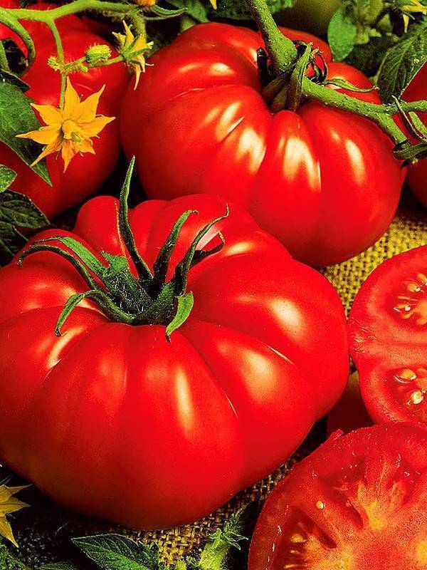 Топ-15 урожайных сортов биф-томатов для выращивания на садовом участке