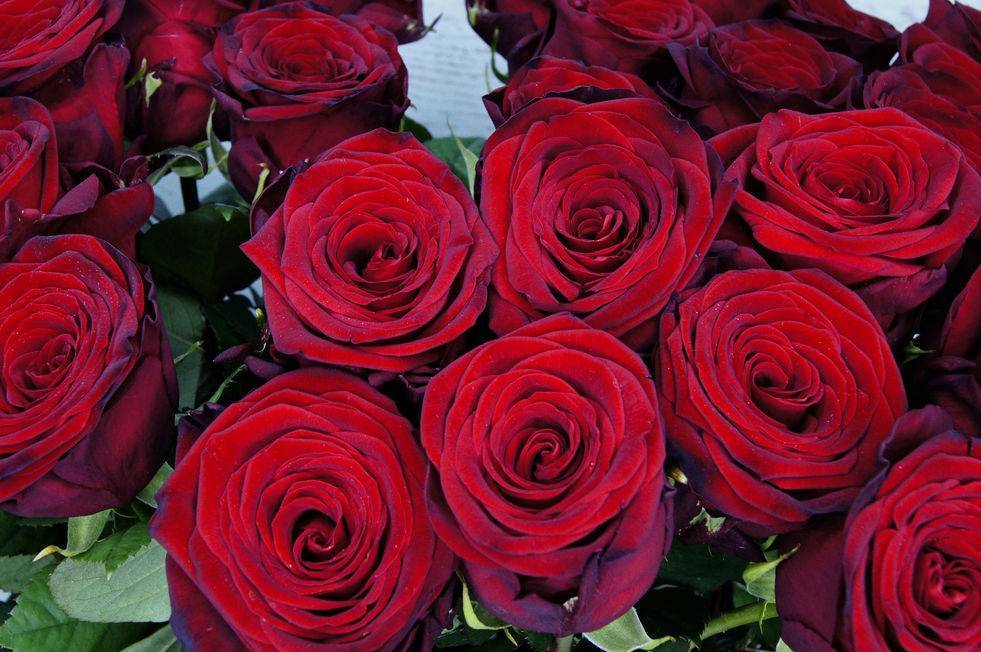 Чайно-гибридная роза Red Naomi (Ред Наоми): фото и описание, отзывы
