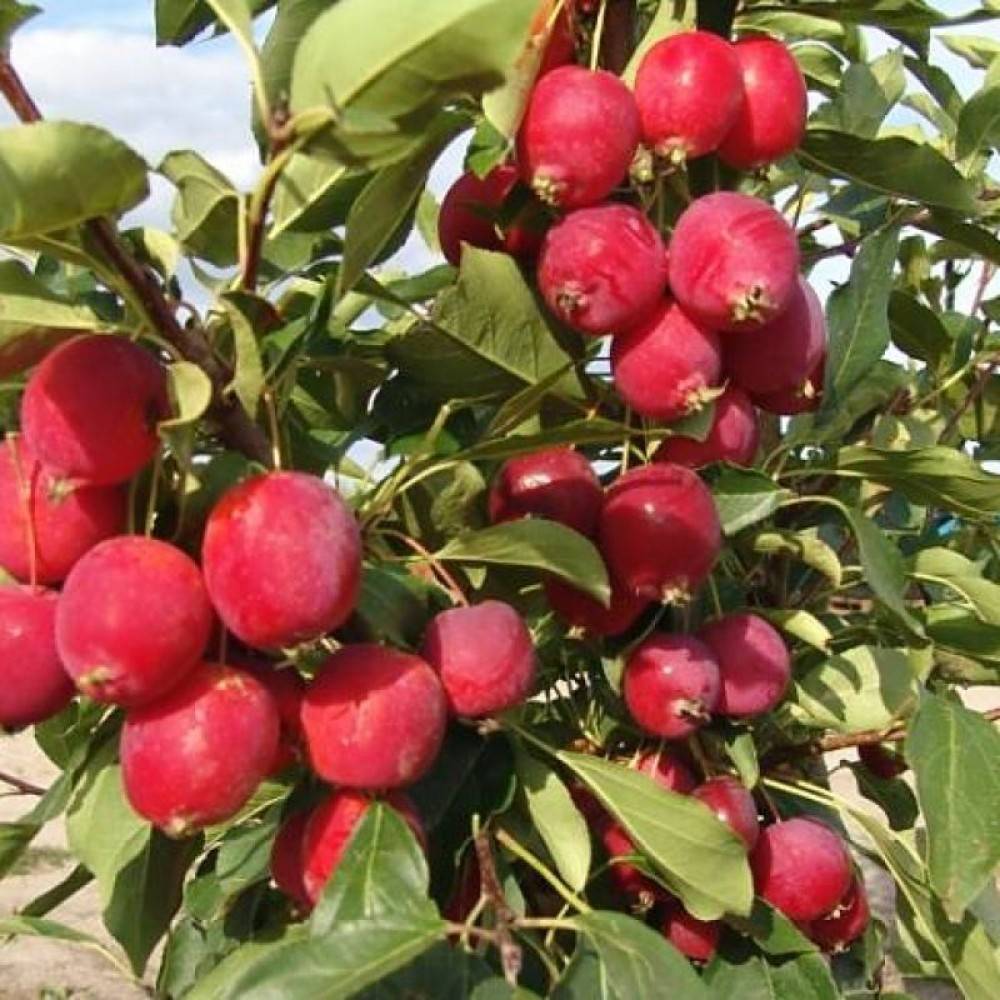 Про яблоню-китайку: большие возможности маленьких «райских» яблочек