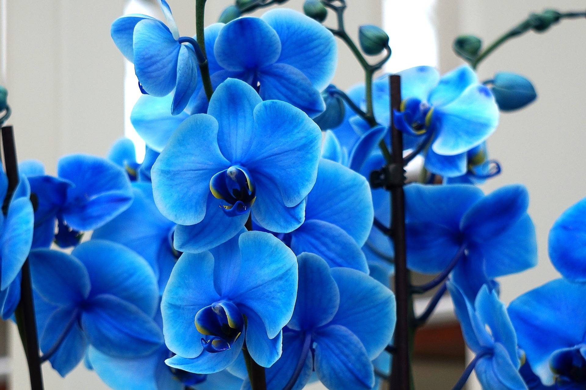 Синяя орхидея в горшке. Орхидея фаленопсис синяя. Тайская Орхидея синяя. Фаленопсис синий. Королевская Орхидея синяя.