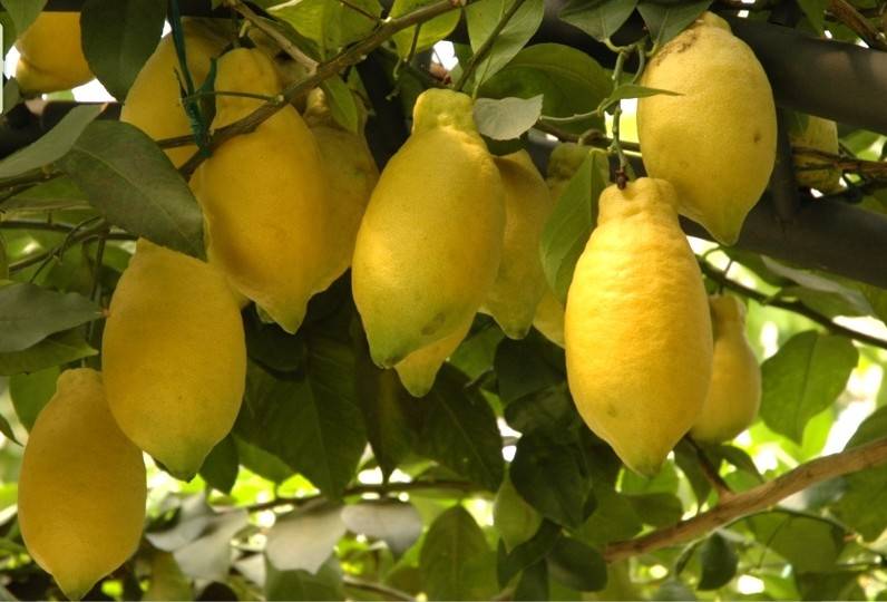 Описание лимона лунарио: характеристика и советы по уходу