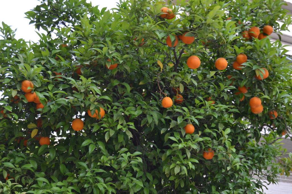 Как растут апельсины из косточки в домашних условиях