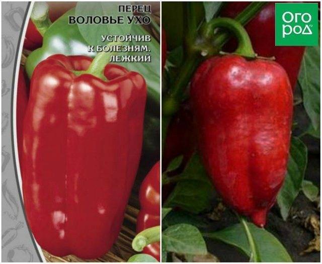 Лучшие сорта сладкого перца: топ-15 самых вкусных и урожайных в 2021 году