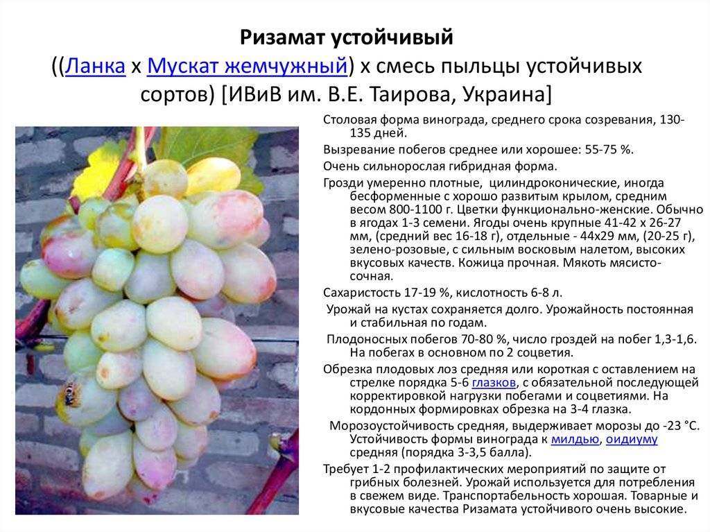 Виноград восторг: описание сорта, отзывы, фото