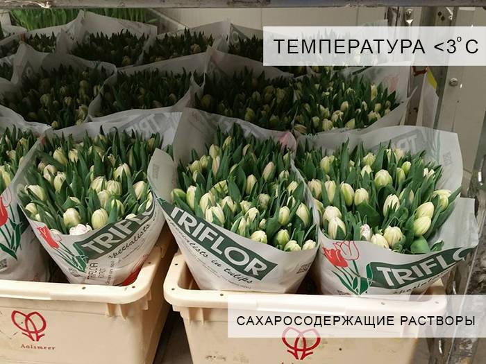 Как хранить срезанные тюльпаны дома