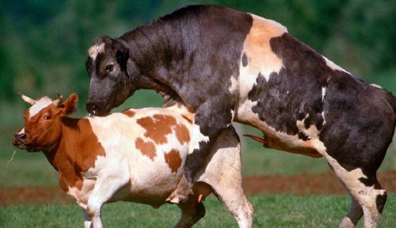 Спаривание быков и коров – естественное осеменение крс 2021