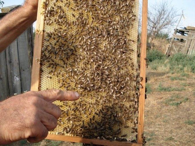 Методы предупреждения роения пчел. как остановить роение.