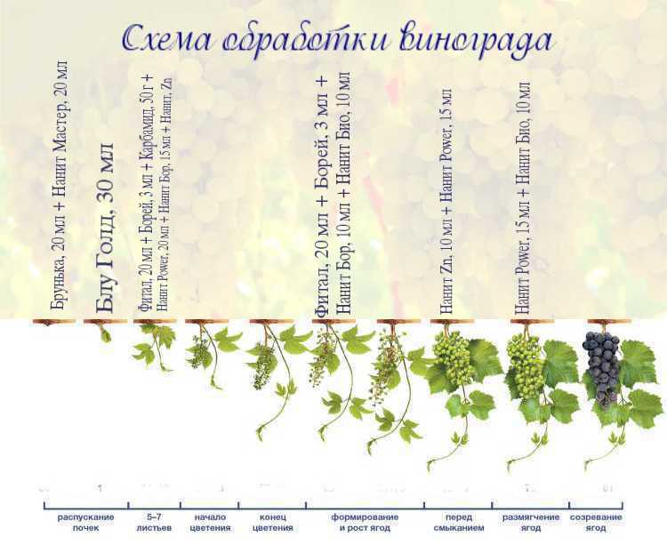 План обработки винограда от болезней и вредителей