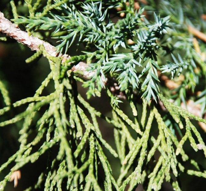Можжевельник твердый (juniperus rigida): описание, фото, болезни, почему занесен в красную книгу