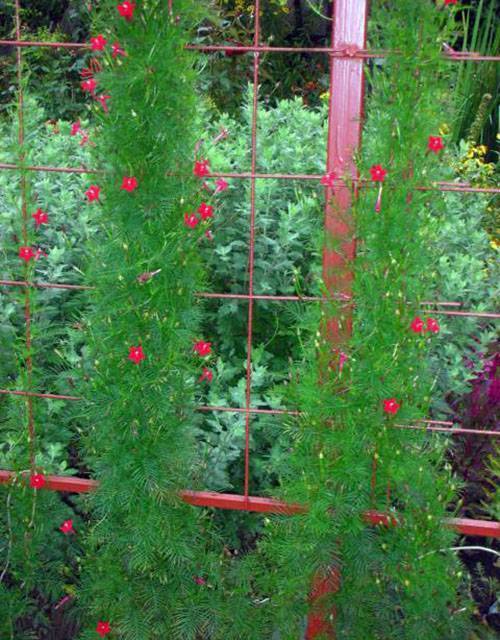 Выращивание квамоклита перистого или кипарисной лианы — советы специалистов