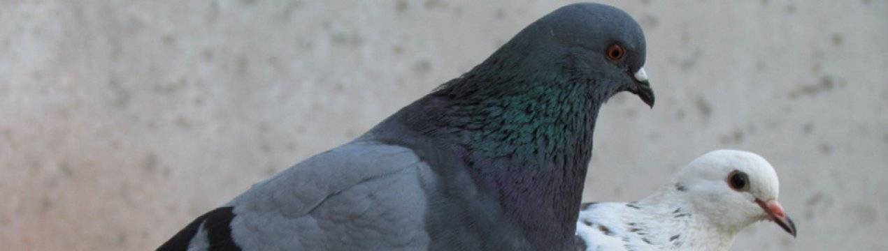 Он или она: как определить половую принадлежность голубя