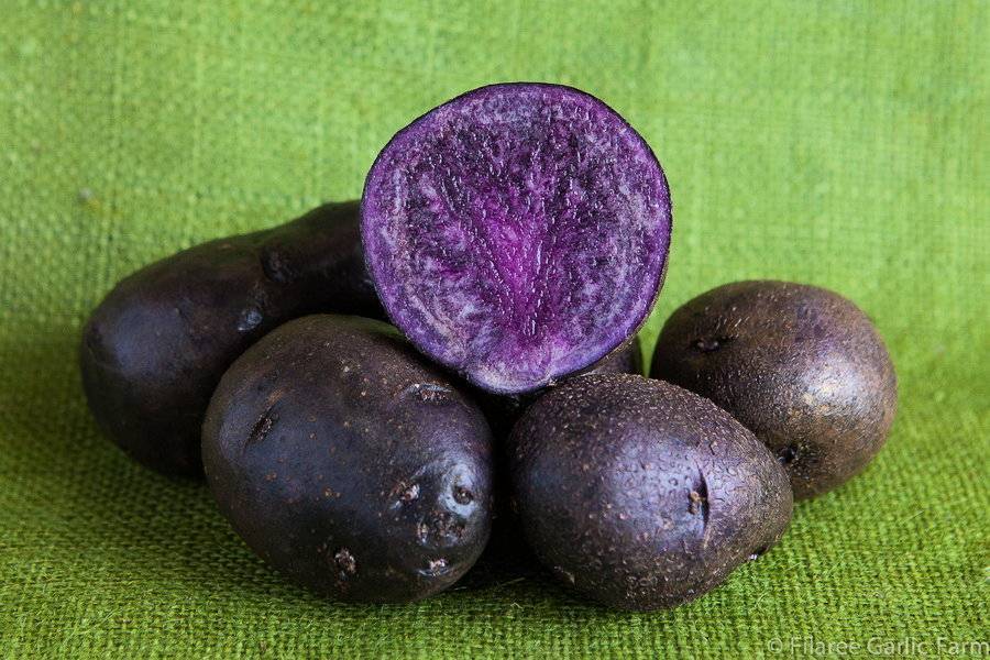 Картофель фиолетовый: состав, калорийность, польза, рецепты