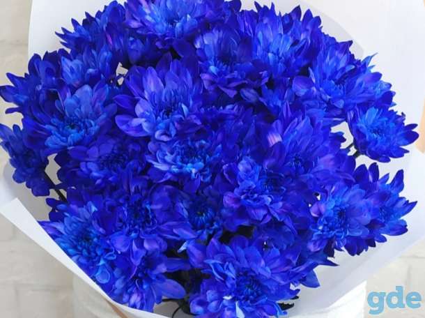 Хризантемы синие: бывают ли, кустовые, описание сортов