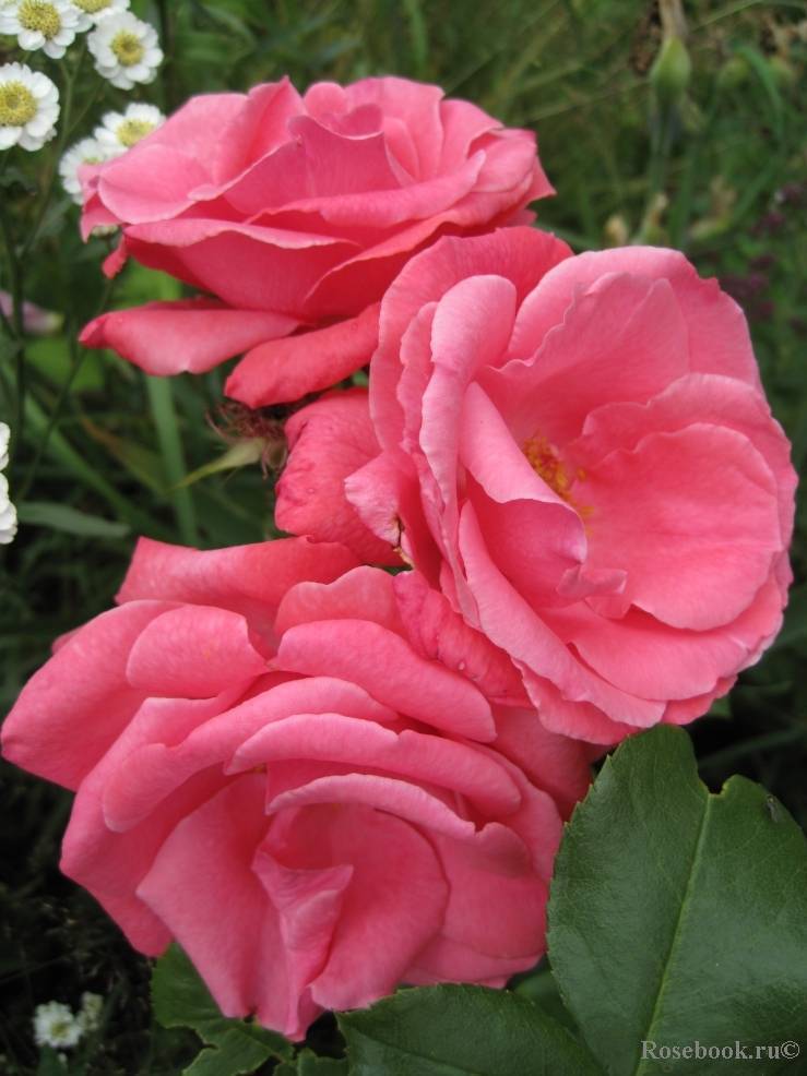Роза лавиния - энциклопедия роз: плетистая, лебединое озеро, эльф