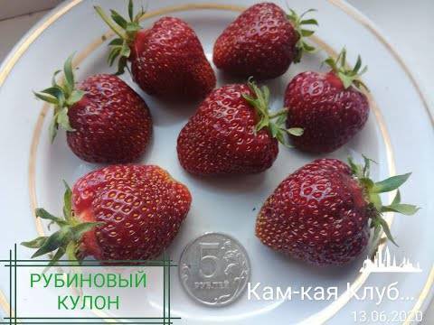 Описание клубники сорта рубиновый кулон и правила выращивания
