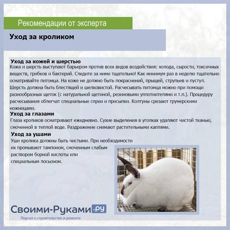 ᐉ чем кормить декоративного кролика в домашних условиях? - zooon.ru