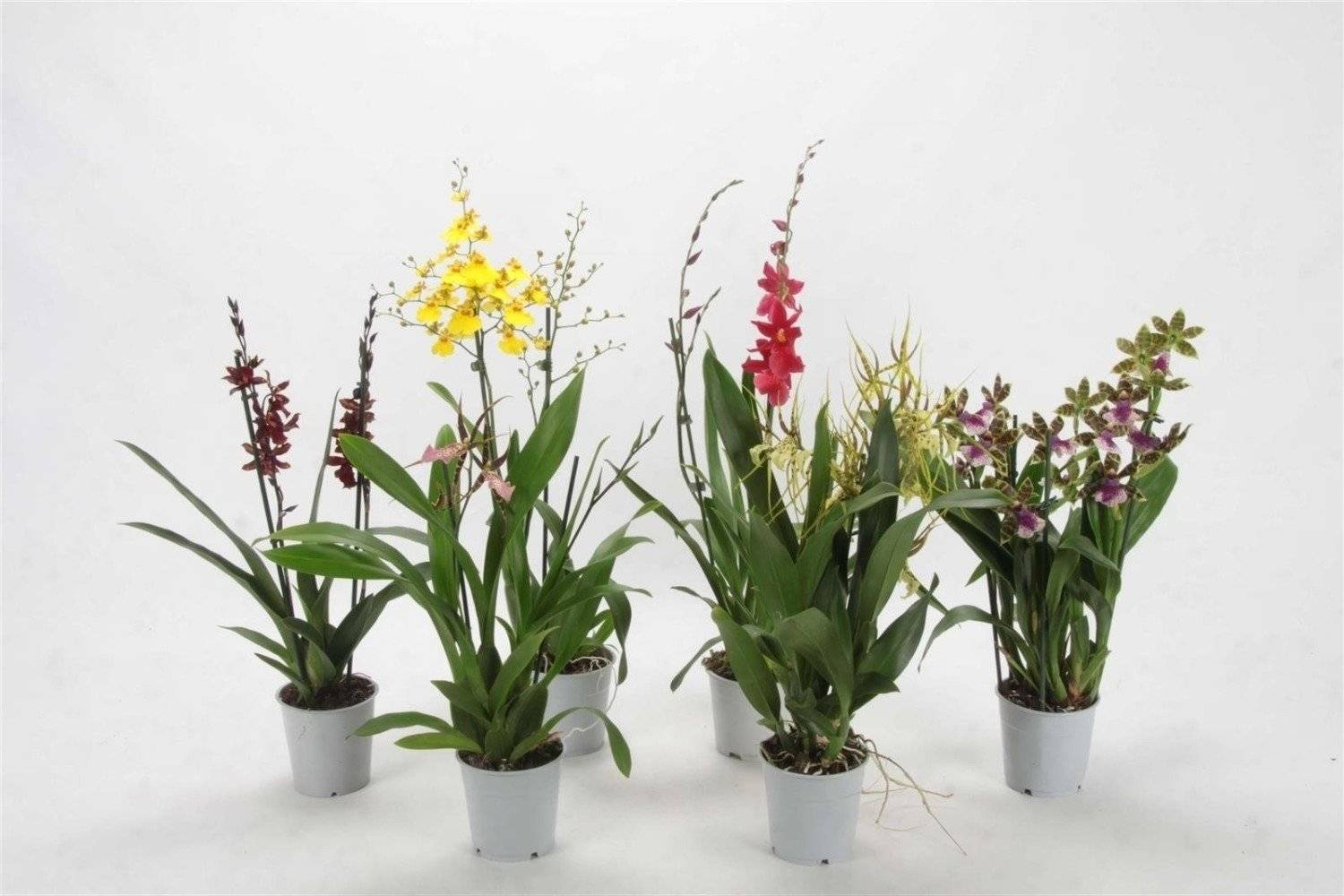 Орхидея камбрия (сambria): содержание в домашних условиях, как ухаживать и проводить пересадку цветка, а также фото видов с их названиями