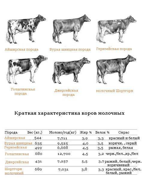 Как определить возраст коровы: по рогам и зубам