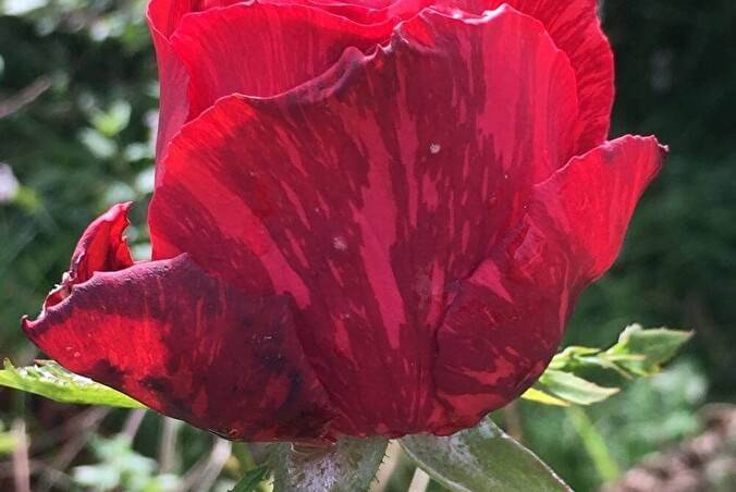 Розы ред интуишн и пинк интуишн: крупноцветковые сорта с экстравагантным окрасом