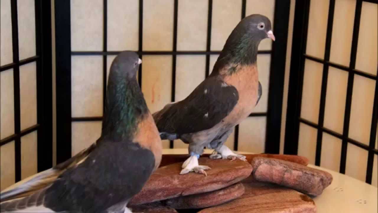 Порода голубей такла: происхождение, описание и содержание