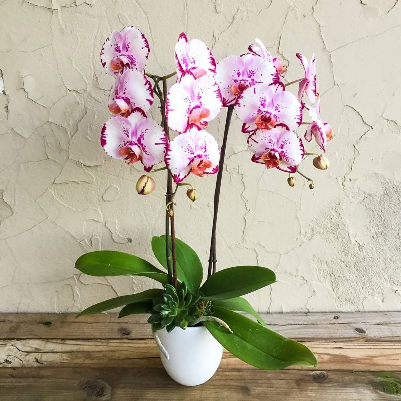 Многообразие тропического цветка — все об орхидее фаленопсис