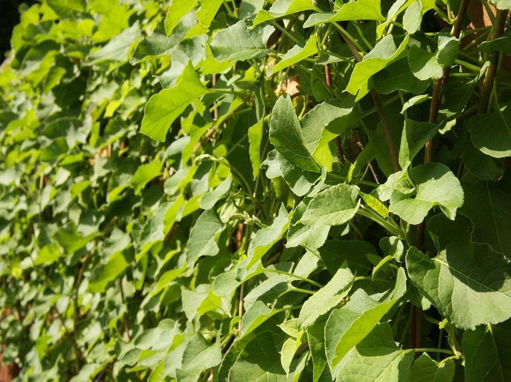 Лиана древогубец: как вырастить зеленую красавицу в саду