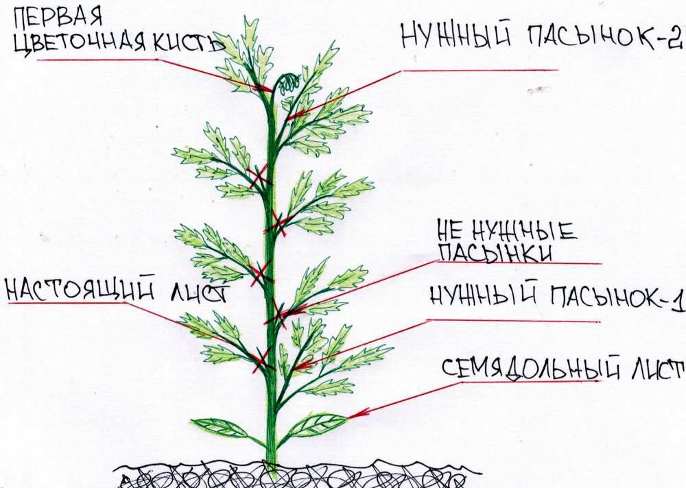 Прищипывание помидоров в открытом грунте схема видео