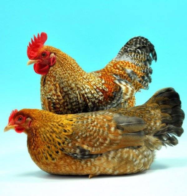 Билефельдер: описание породы кур и куриц, отзывы владельцев