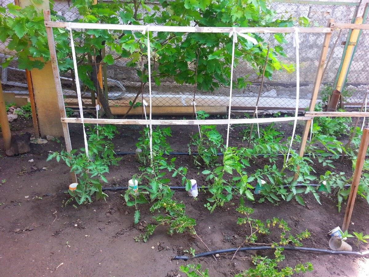[инструкция] как подвязывать помидоры: описание, способы подвязки для открытого грунта и теплицы | (фото & видео)