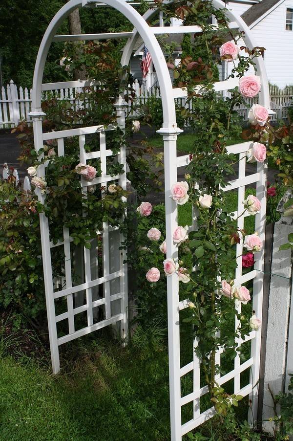 Держатели для роз в саду: самостоятельное изготовление шпалеры для роз