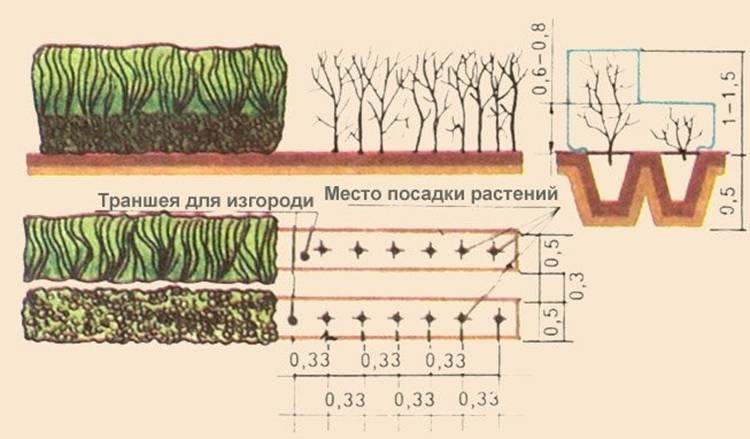 Живая изгородь из самшита схема посадки