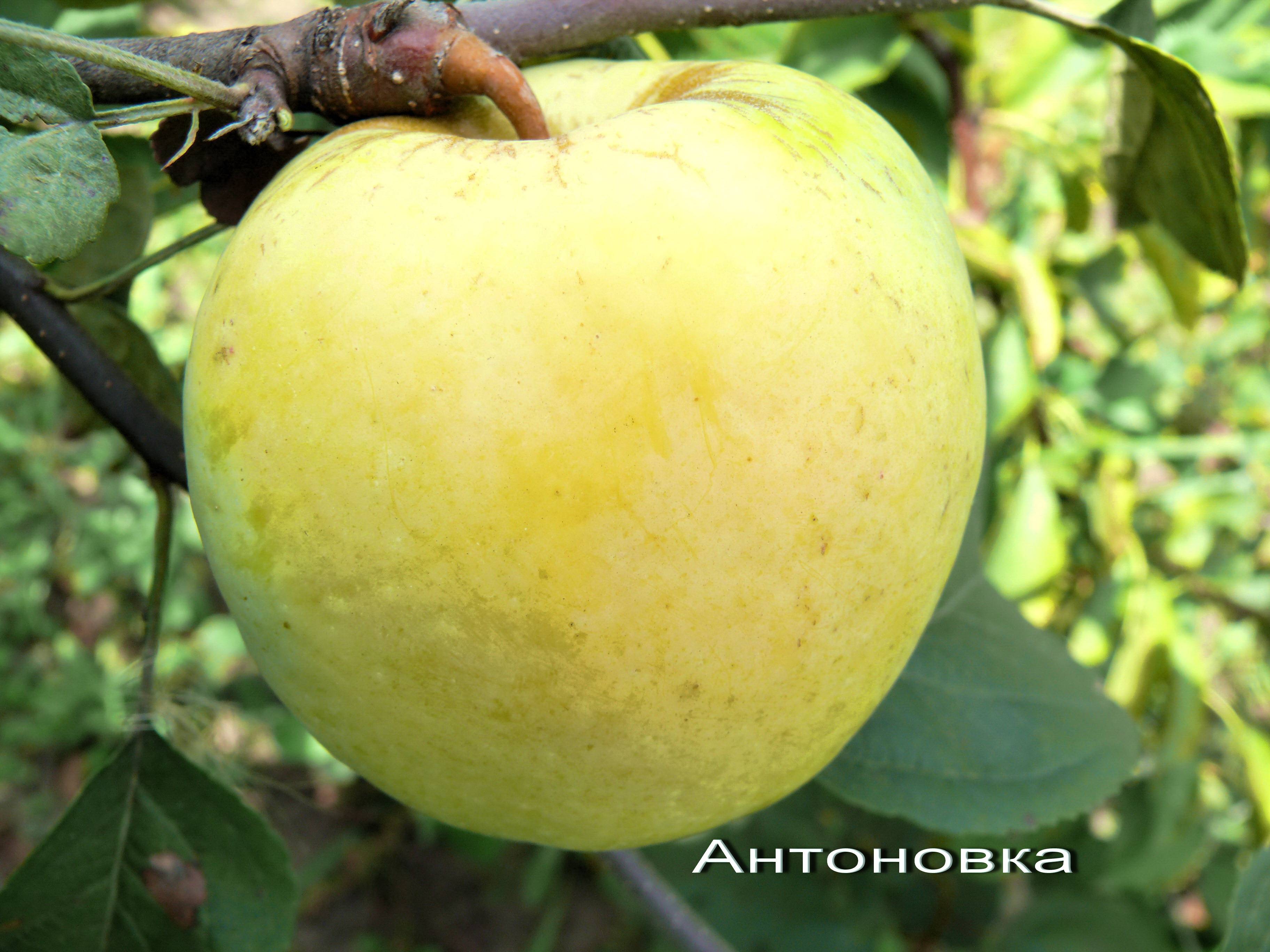 Антоновка - сорт яблок, золотая и обыкновенная яблоня, описание