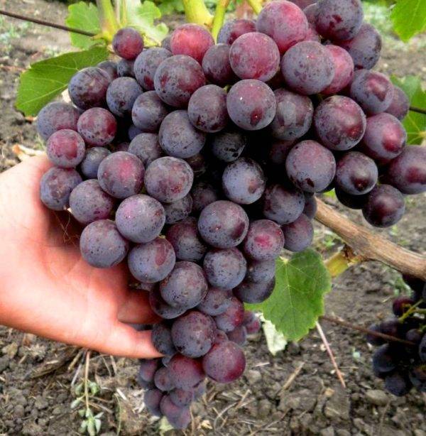 Виноград рошфор: описание сорта с характеристикой и отзывами, особенности посадки и выращивания, фото